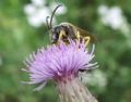 Halictus scabiosae